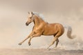 Akhal teke horse free run