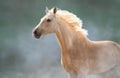 Akhal teke horse free run