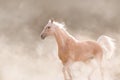 Akhal teke horse free run