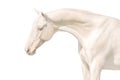 Akhal teke horse isolated on white Royalty Free Stock Photo