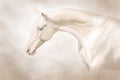 Akhal teke horse on light background Royalty Free Stock Photo