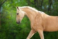 Akhal teke horse in motion Royalty Free Stock Photo