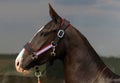 Akhal-Teke horse portrait.  Stallion with sports tack, Royalty Free Stock Photo