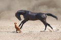 Horse run with dog Royalty Free Stock Photo