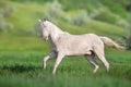 Akhal teke horse run Royalty Free Stock Photo