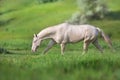 Akhal teke horse Royalty Free Stock Photo