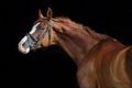 Akhal-Teke horses in a stud farm, Ashgabat, Turkmenistan Royalty Free Stock Photo