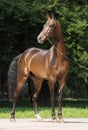 Akhal-teke stallion