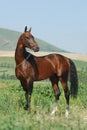 Akhal-Teke stallion and the mountains Royalty Free Stock Photo