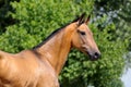 Akhalteke horse Royalty Free Stock Photo