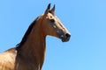 Akhalteke horse Royalty Free Stock Photo