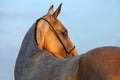 Akhalteke mare in evening Royalty Free Stock Photo