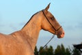 Akhalteke mare in evening Royalty Free Stock Photo