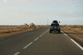 Akhfennir, Morocco - January 18, 2020: Camel crossing the road in the desert Royalty Free Stock Photo