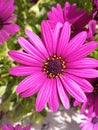 Akila Purple African Daisies in Bloom Royalty Free Stock Photo