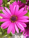 Akila Purple African Daisies in Bloom Royalty Free Stock Photo