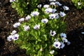 Akila Wjite Purple Eye Osteospermum 820463