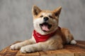 Akina Inu dog lying down and opening mouth wide Royalty Free Stock Photo