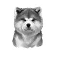 Akita breed digital art illustration isolated on white. Cute domestic purebred animal. Large breed of dog American Akita Inu with Royalty Free Stock Photo