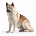 Akita breed dog isolated on a clean white background Royalty Free Stock Photo