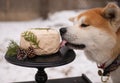 Akita with a delicious cake on a winter day