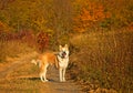 Akita dog Royalty Free Stock Photo