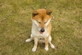 Akita dog Royalty Free Stock Photo