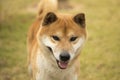 Akita dog Royalty Free Stock Photo