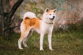 Akita Dog or Akita Inu, Japanese Akita Outdoor