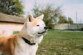 Akita Dog Or Akita Inu, Japanese Akita Outdoor. Close Up