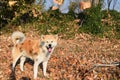 Akita dog on autumn sun Royalty Free Stock Photo