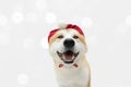 Akita dog celebrating christmas with a red hat. Isolated on white background