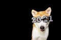 Akita dog celebrating happy new year with 2021 sign glasses costume. Isolated on black background
