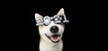 Akita dog celebrating happy new year with 2021 text glasses costume. Isolated on black background