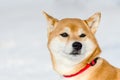 Akita dog, close up face portrait, snow background. Funny cute dog snout, copy space. Fluffy soft fur Royalty Free Stock Photo