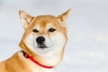 Akita dog, close up face portrait, snow background. Funny cute dog snout, copy space. Fluffy soft fur Royalty Free Stock Photo