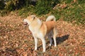 Akita dog on autumn sun Royalty Free Stock Photo