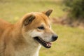 Akita dog Royalty Free Stock Photo