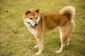 Akita dog Royalty Free Stock Photo