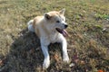 Akita dog on autumn sun