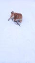 Akita dog lying on snow playing with stick Royalty Free Stock Photo