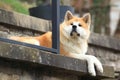 Akita dog Royalty Free Stock Photo