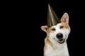 Akita dog puppy celebrating new year, birthday, carnival wearing a polka party hat. Isolated on black background