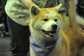 Akita at the Dog Show