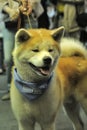 Akita at the Dog Show