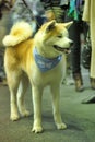 Akita at the Dog Show