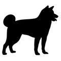 Akita dog. Silhouette