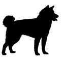 Akita dog. Silhouette