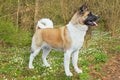 Akita dog Royalty Free Stock Photo