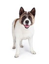 Akita Dog Standing Isolated Over White Background